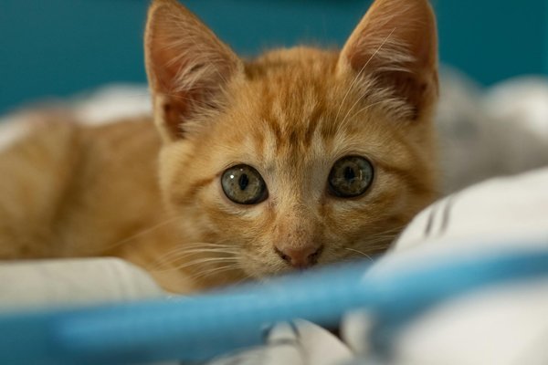 Top 5 remèdes naturels pour chasser les nuisibles au jardin