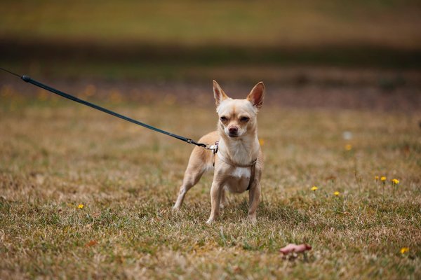 Comment choisir la meilleure pension pour votre chien?