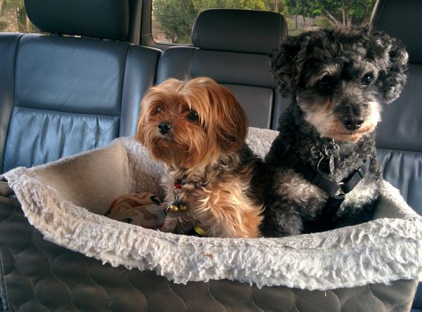 Coussins pour chiens en voiture : indispensables pour le voyage
