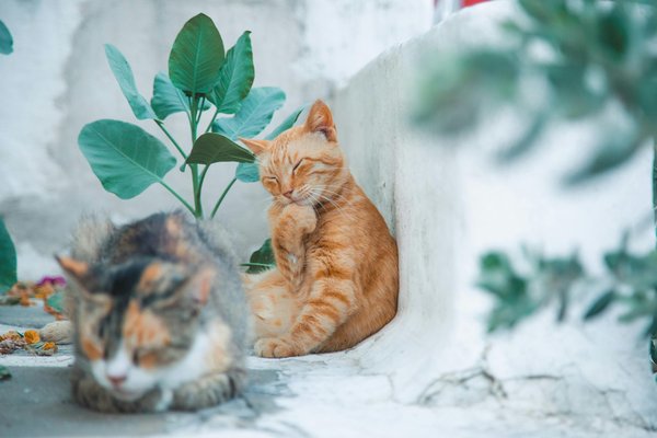 Plantes toxiques pour chat : signes d'alerte et solutions
